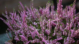 True heather, Calluna vulgaris, is a popular ornamental shrub originating from Europe and Asia minor. Known also as Scotch heather. This specimen grown as a container plant